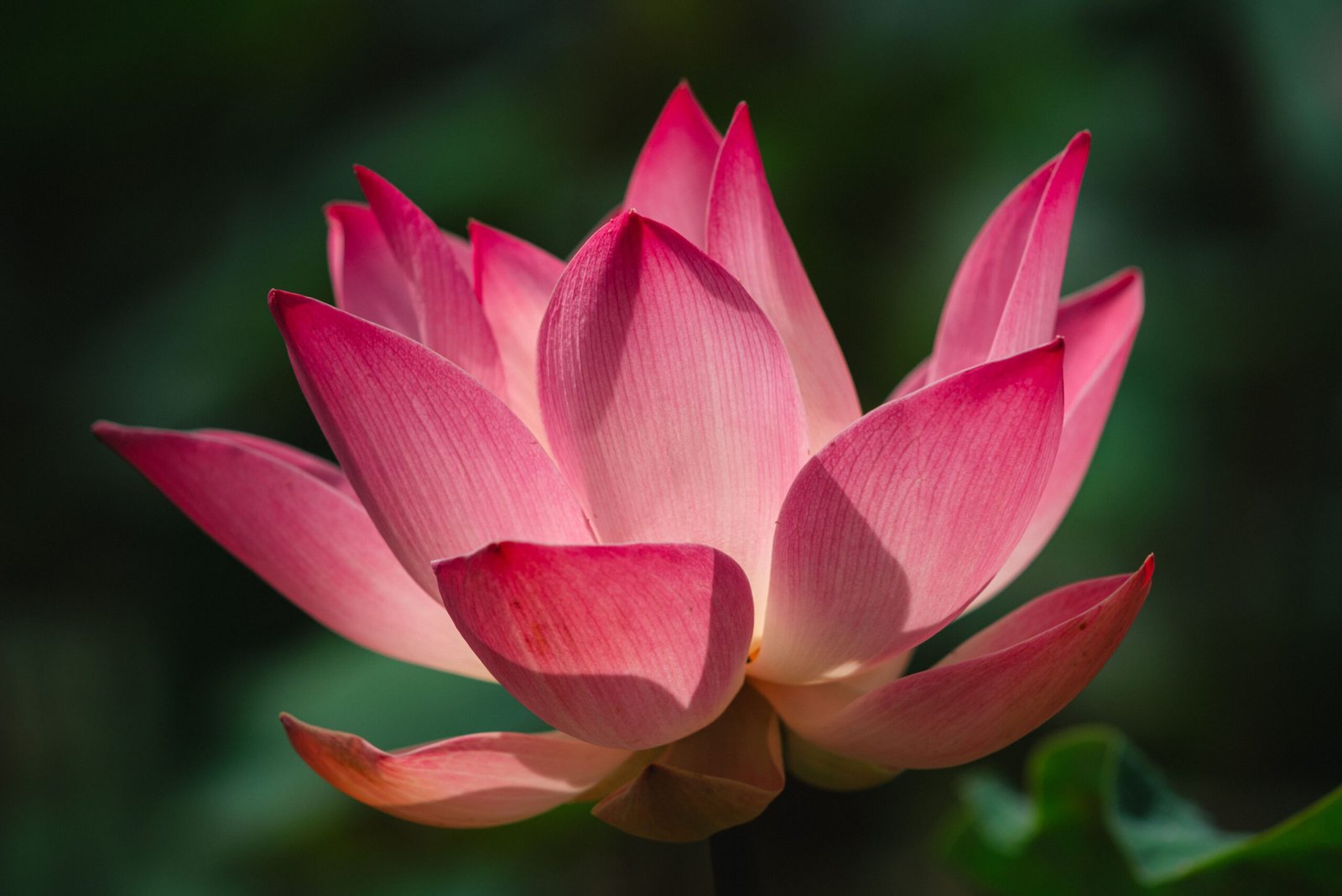 A captivating close-up of a vibrant pink lotus flower in full bloom, symbolizing purity and beauty.